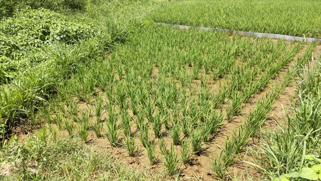 210730伊佐田んぼ010.jpg