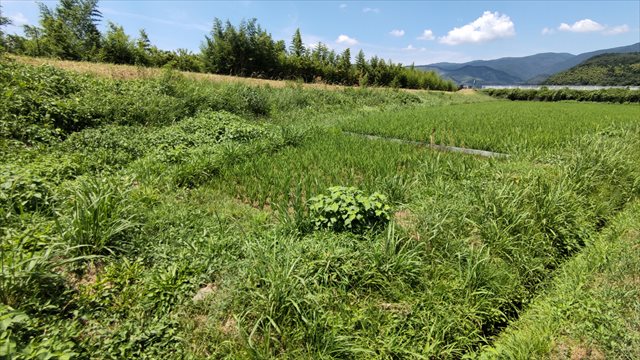 210730伊佐田んぼ040.jpg