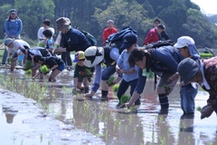 有明での田植え01