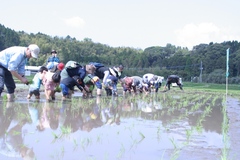 有明田植え