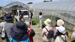 180604根占ピーマン収穫交流01.JPG