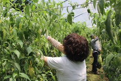 180604根占ピーマン収穫交流03.JPG