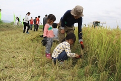 180818高山稲刈り交流02.JPG