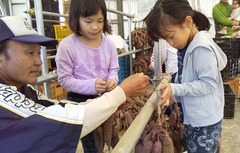 191102つらさげ芋交流04.JPG