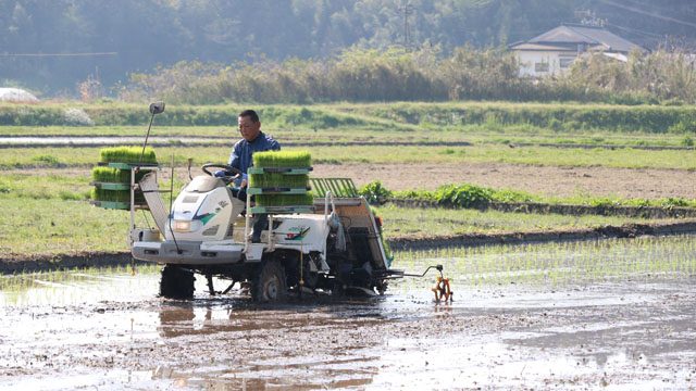 産直早期米の田植えの様子